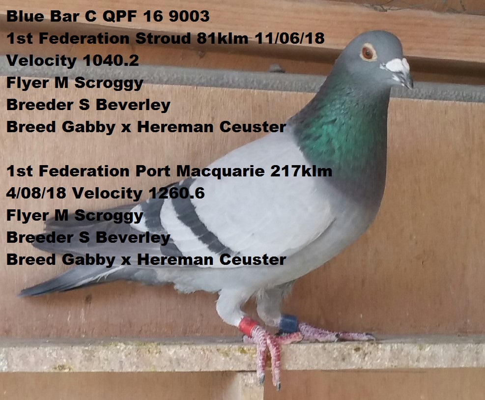 Central Coast Racing Pigeon Federation 2018